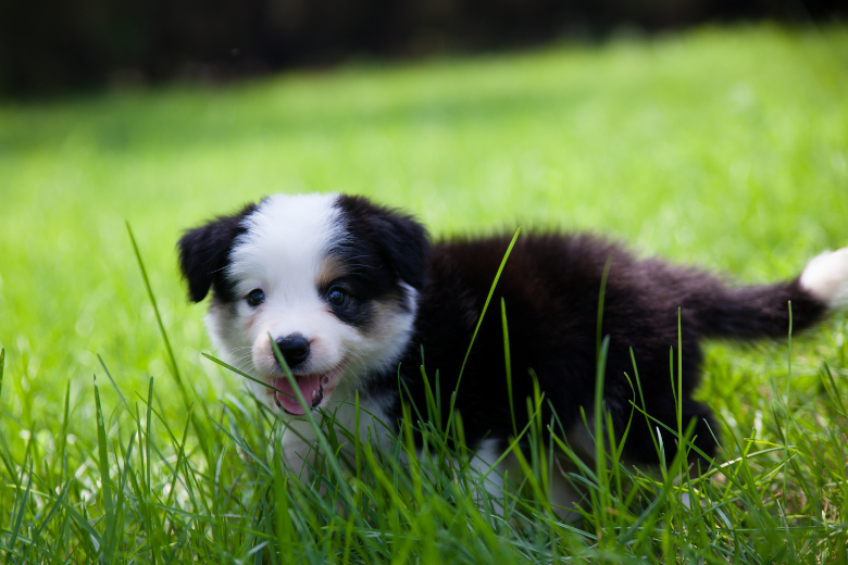 Border collie puppy