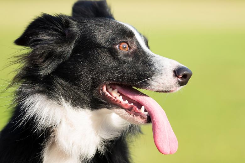 Border Collie adult tongue out.